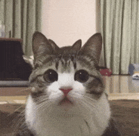 Load image into Gallery viewer, Cat in a box (4595195740194)