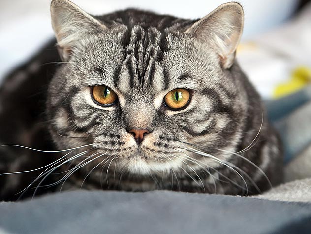 Angry Cat ( (3910897041442)