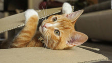 Load image into Gallery viewer, Cat in a box (4595195740194)